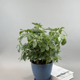 Шеффлера в синем горшке D18 H45 - Магнит Удачи