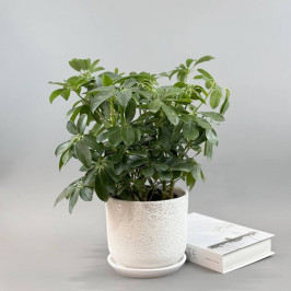 Шеффлера Компакта в белом горшке D18 H45 - Магнит Удачи