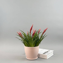 Вриезия Астрид в розовом горшке D:15см H:40см