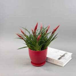 Вриезия Астрид в красном горшке D:15см H:40см