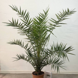 Финиковая пальма D:26см H:170см