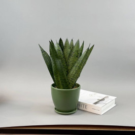 Сансевиерия Зейланика веер в зеленом горшке D:15см H40