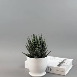 Алоэ Тики Таки в белом горшке D:15см H:25см