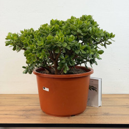 Крассула Овата Сансет D:44см H:60см