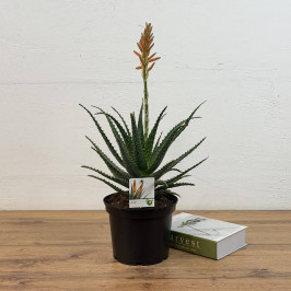 Алоэ цветущее D:21см H:45см