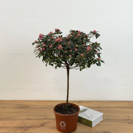 Азалия на штамбе Розовая D:19см H:65см