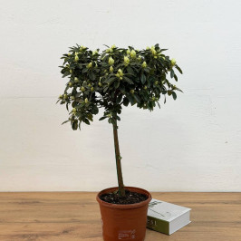 Азалия на штамбе Белая D:19см H:65см