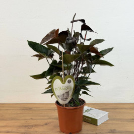 Антуриум Андрианум Париж Черный D:21см H:75см