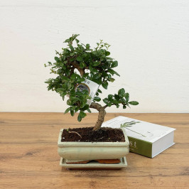 Бонсай Кармона D:20CM H:35СМ