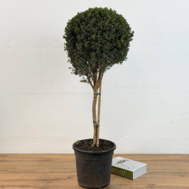 Мирт штамбовый D:24см H:95см