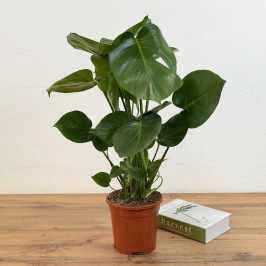 Монстера Делициоза D:17см H:60см