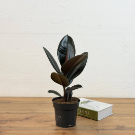 Фикус Эластика Абиджан  D:14СМ H:40СМ