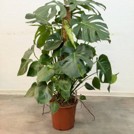 Монстера Делициоса моссток D:27см H:120см