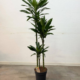 Драцена Фрагранс Джанет Крейг 3 ствола D:24см H:150см