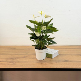 Антуриум Аляска D:14см H:50