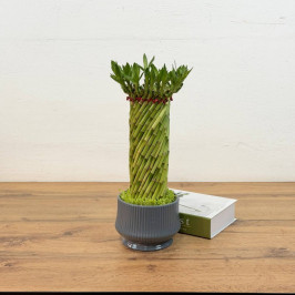 Бамбук лаки спираль в сером кашпо D18 H45