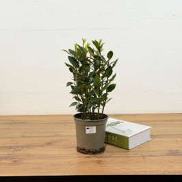 Лавр благородный Куст D:14см H:30см