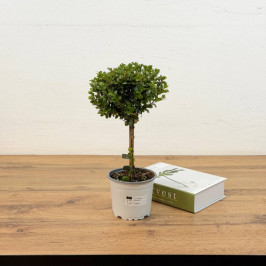 Мирсина штамбовая D:12см H:45см