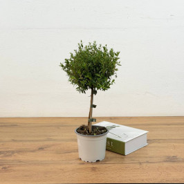 Мирт штамбовый D:12см H:45см