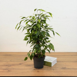 Фикус Бенджамина Анастасия D:14CM H:60CM