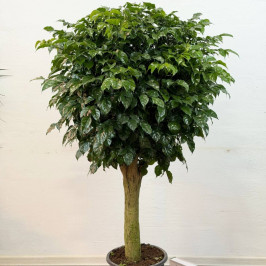 Радермахера штамб D:28см H:150см