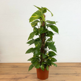 Эпипремнум Ауреум моссток D:19см H:100см