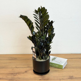 Замиокулькас Равен в черном горшке D:17CM H:65CM