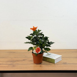 Гибискус Персиковый D:13см H:35см