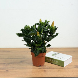 Гибискус Желтый D:13см H:35см