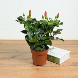 Гибискус Розовый D:13см H:35см