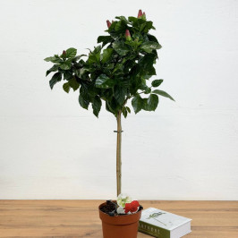 Гибискус на стволе Розовый D:17см H:90см