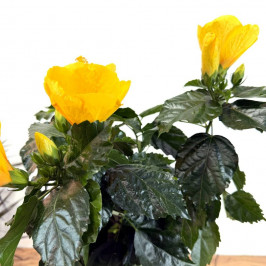 Гибискус на стволе желтый D:17см H:90см