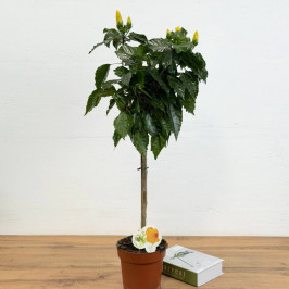 Гибискус на стволе желтый D:17см H:90см