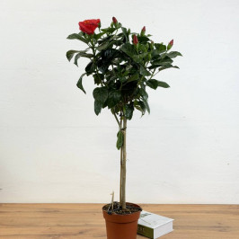 Гибискус на стволе красный D:17см H:90см