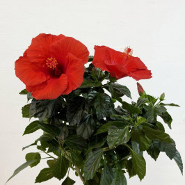 Гибискус на стволе красный D:17см H:90см