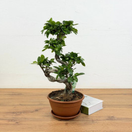 Фикус Микрокарпа гинсенг S-форма (Бонсай) D:22CM H:55CM