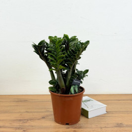 Замиокулькас Зензи D:21CM H:55CM