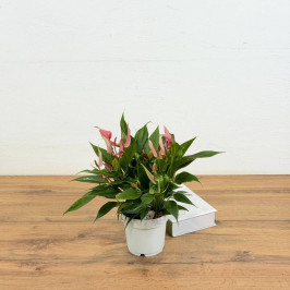 Антуриум Лилли (Розовый) D:14см H:40см