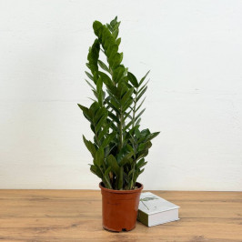 Замиокулькас (долларовое дерево) D:17CM H:70CM