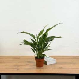 Спатифиллум Краун D:14см H:50см