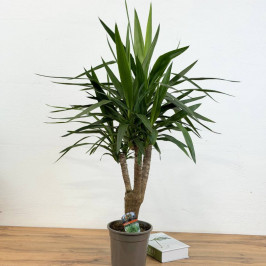 Юкка разветвленная D:19см H:110см