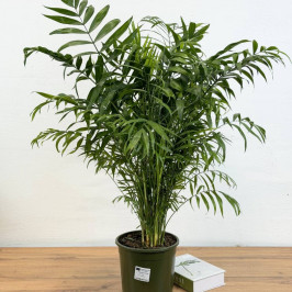 Хамедорея Элеганс D:23см H:95см