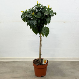 Гибискус на стволе желтый D:24см H:110см