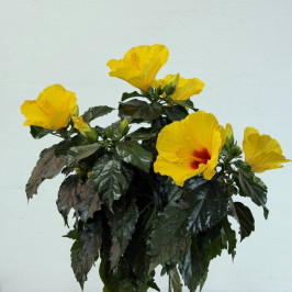 Гибискус на стволе желтый D:24см H:110см