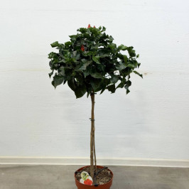 Гибискус на стволе розовый D:24см H:110см