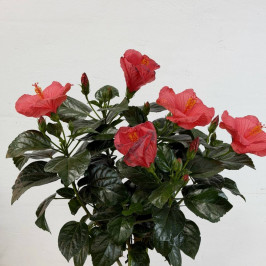 Гибискус на стволе розовый D:24см H:110см