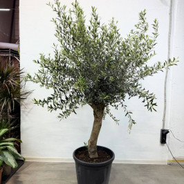 Олива Европейская штамб D:45см H:180см