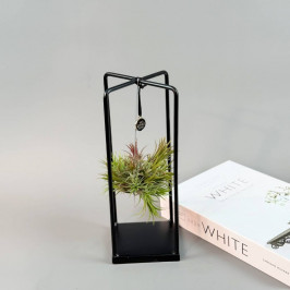 Тилландсия на подставке D11 H27