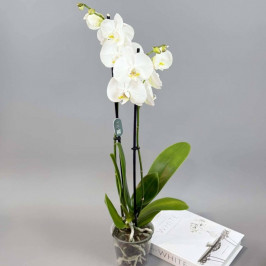 Орхидея Фаленопсис Белый 2 ствола D:12см H:70см