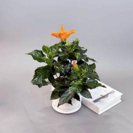 Гибискус в белом горшке персиковый D:15см H:35см